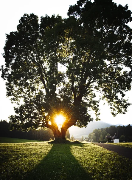 Ηλιοβασίλεμα μέσα από ένα ισχυρό δέντρο強大な木を通して夕日 — ストック写真