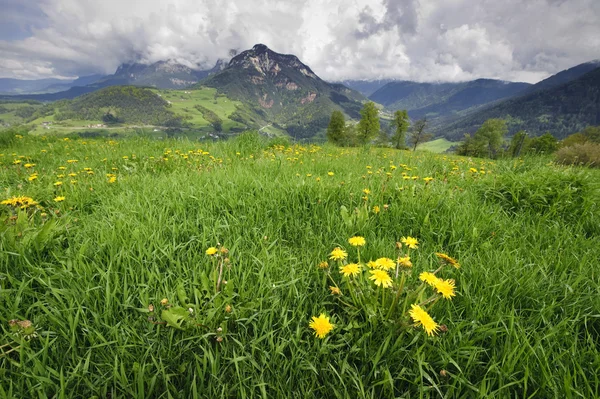 阿尔卑斯山的Meadow — 图库照片
