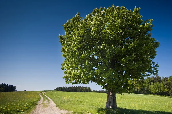 Letní strom — Stock fotografie