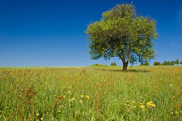 Árbol único en el prado — Foto de Stock