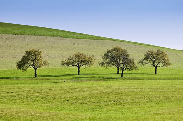 Bir satırdaki ağaçlar — Stok fotoğraf