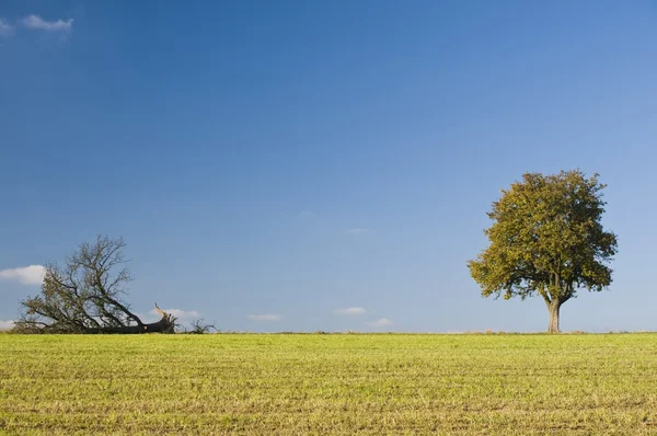 Two Different Trees — Stock Photo, Image