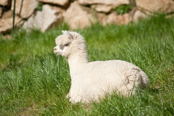 Alpaka blanco en la hierba — Foto de Stock