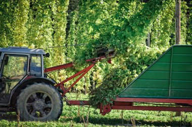 Truck harvesting the Hop clipart