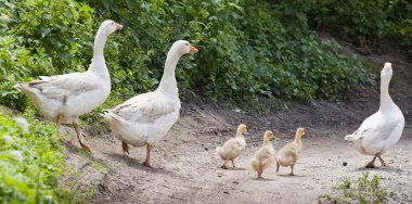 White geese family clipart