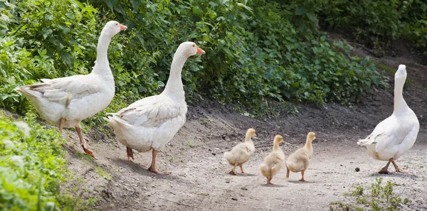 Família de gansos brancos — Fotografia de Stock