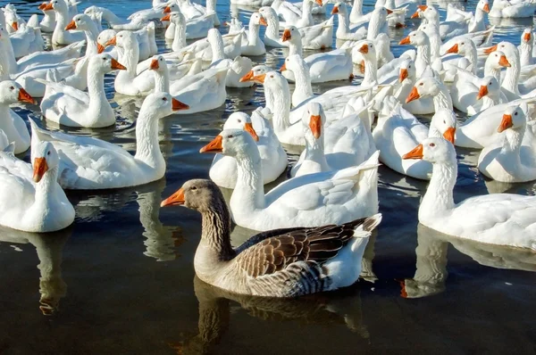 Group of swimming white geese — Stock Photo, Image