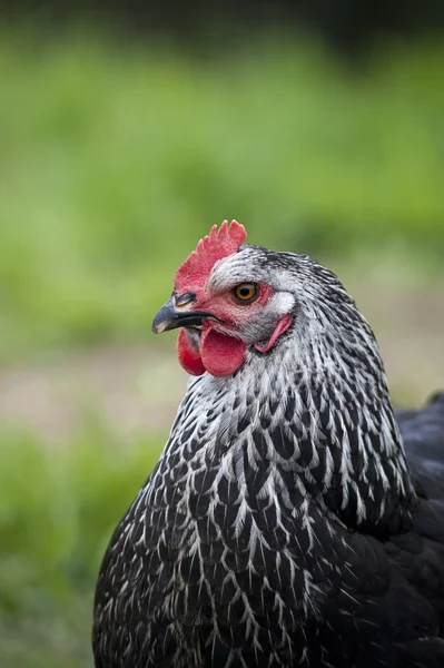 Svart kyckling — Stockfoto