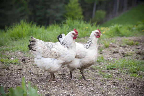 Zwei weiße Hühner — Stockfoto