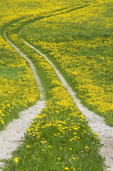 Path through dandelions — Stockfoto