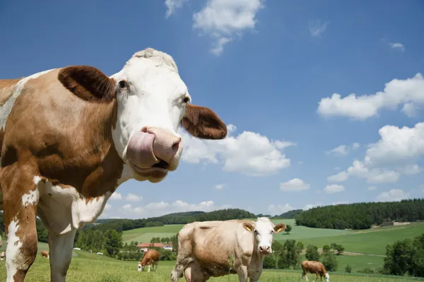 Vaca com língua comprida — Fotografia de Stock