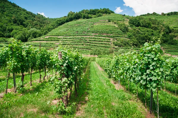 Wijngoed in Oostenrijk — Stockfoto