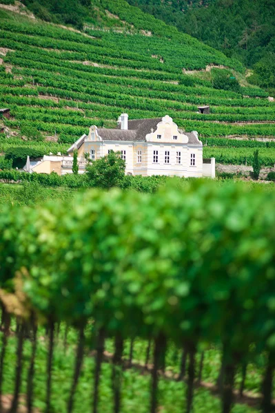 Villa in wijngaard — Stockfoto