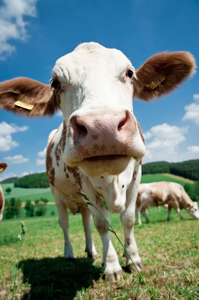 Közel egy tehén — Stock Fotó