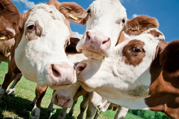 Caras de vaca — Fotografia de Stock