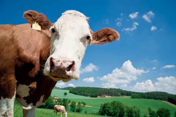 Krowa patrząc na kamery — Zdjęcie stockowe
