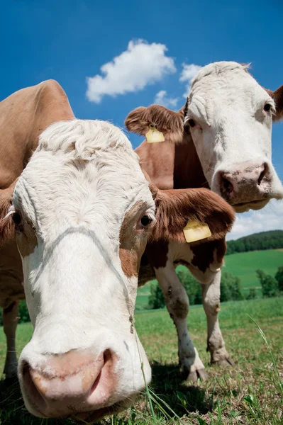 Две коровы — стоковое фото