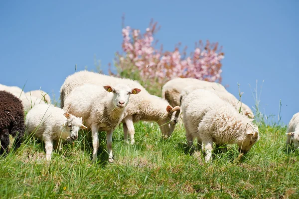 Mandria di pecore — Foto Stock