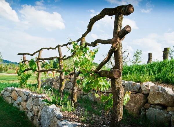 Виноградна лоза решітці на терасі — стокове фото