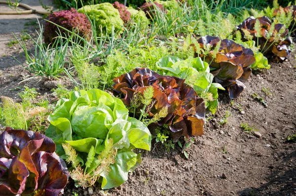 Salat anbauen — Stockfoto