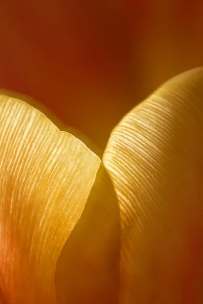 Tulpen. — Foto de Stock