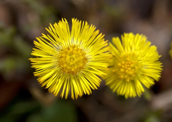 stock image Frühling