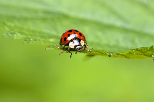 Ladybird — Zdjęcie stockowe