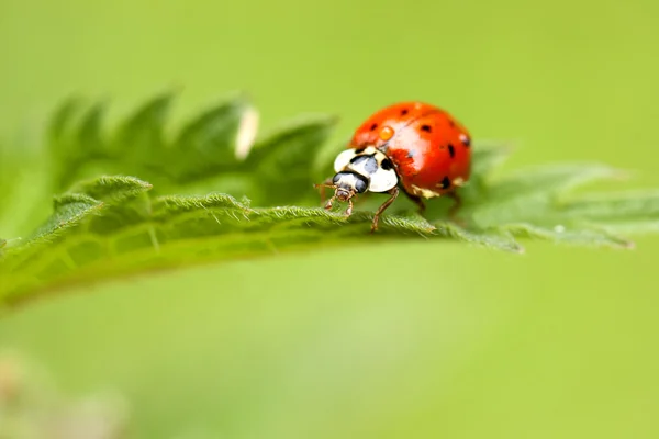 Ladybird — Zdjęcie stockowe