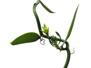 Vanilla orchid plant clipart