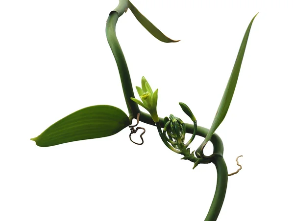 Vanilj orkidé anläggning Stockfoto
