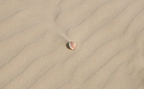 Pequeña concha marina en textura de arena clara con patrón diagonal — Foto de Stock