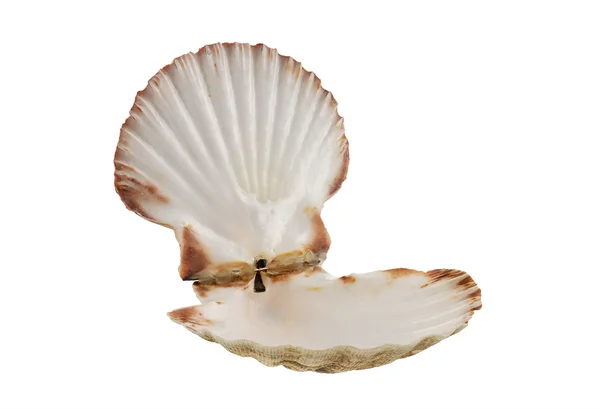 Opened empty scallop shell — Stock Photo, Image