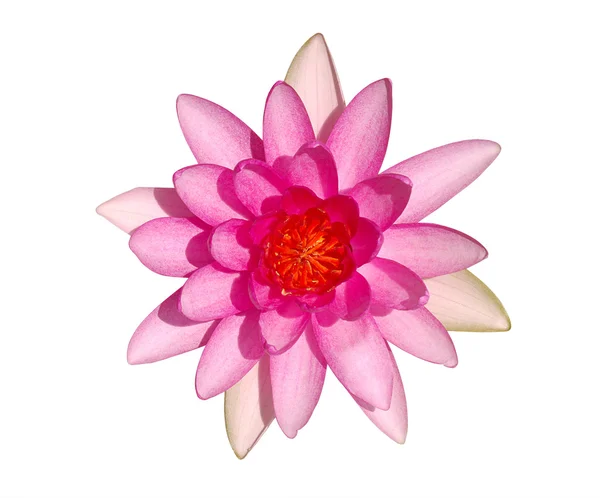 Vista superior de flor de lirio de agua rosa brillante — Foto de Stock
