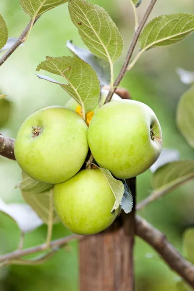 stock image Green Apple