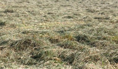 Fresh Hay on field clipart