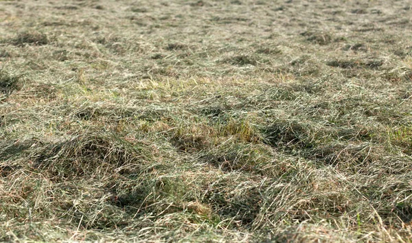 Świeżego siana na pole — Zdjęcie stockowe