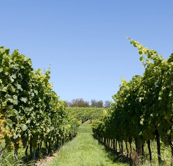 stock image Vine yard