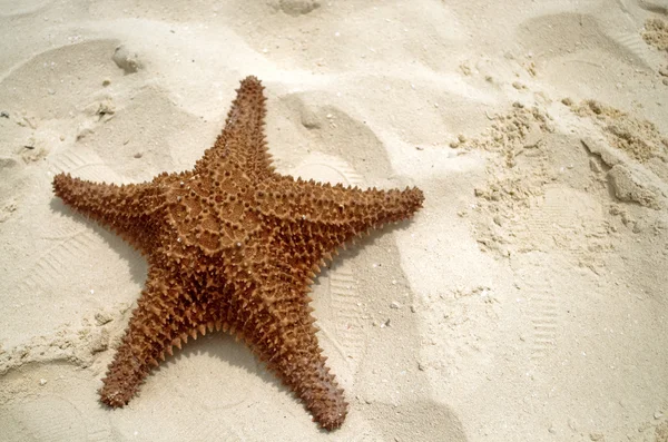 Star fish and sand — Stock Photo, Image