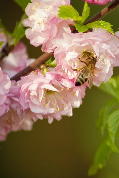 stock image A bee in a flower