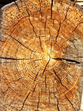 eski yıpranmış gravür çam ağacı