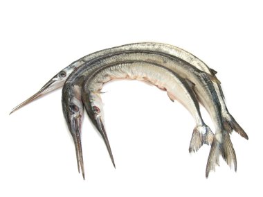 Garfish (Belone belone) raw clipart