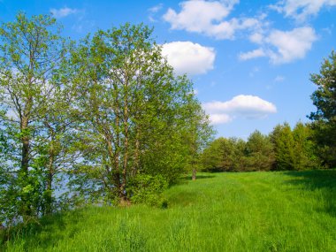 Summer landscape by the lake clipart