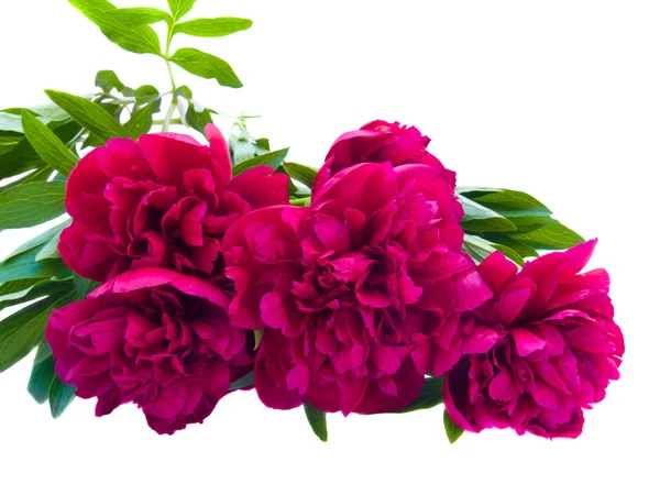 Kwiaty piwonii — Zdjęcie stockowe