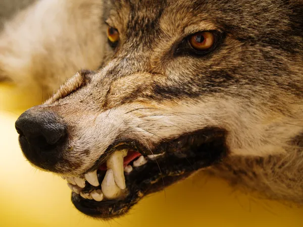 Snarl of wolf — Stock Photo, Image
