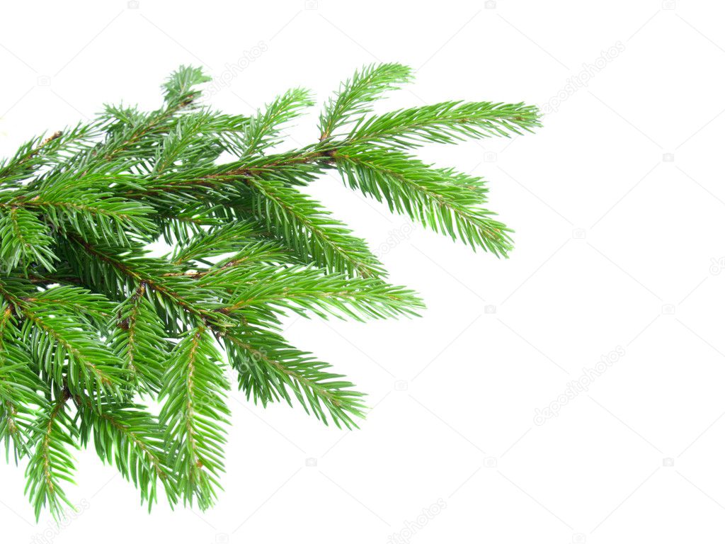 Fresh green fir tree branch
