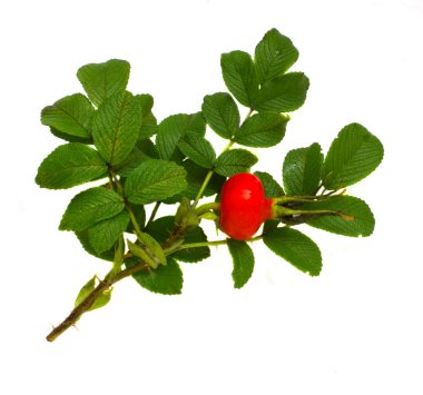 Rose hip branch clipart