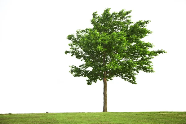 stock image Cherry Tree