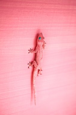 Pink gecko on the wall clipart