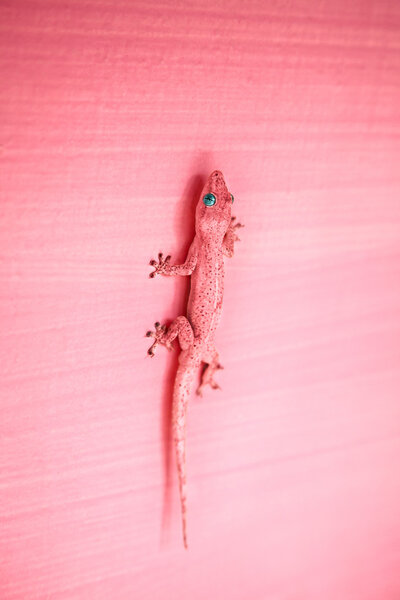 Розовый геккон на стене
