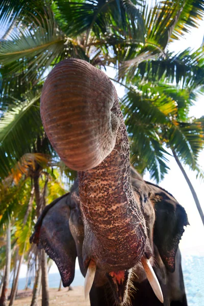 Indian Elephant — Stock Photo, Image